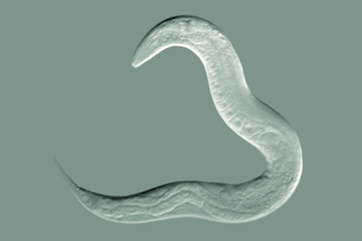 Caenorhabditis elegans